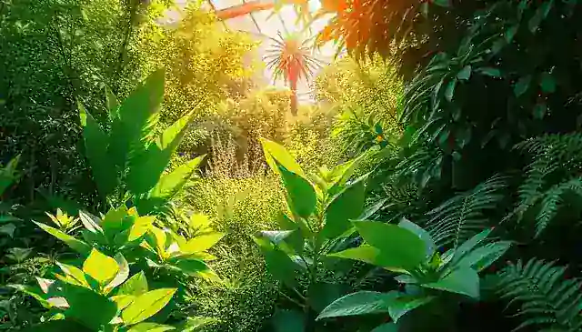 Lush botanical garden with medicinal plants